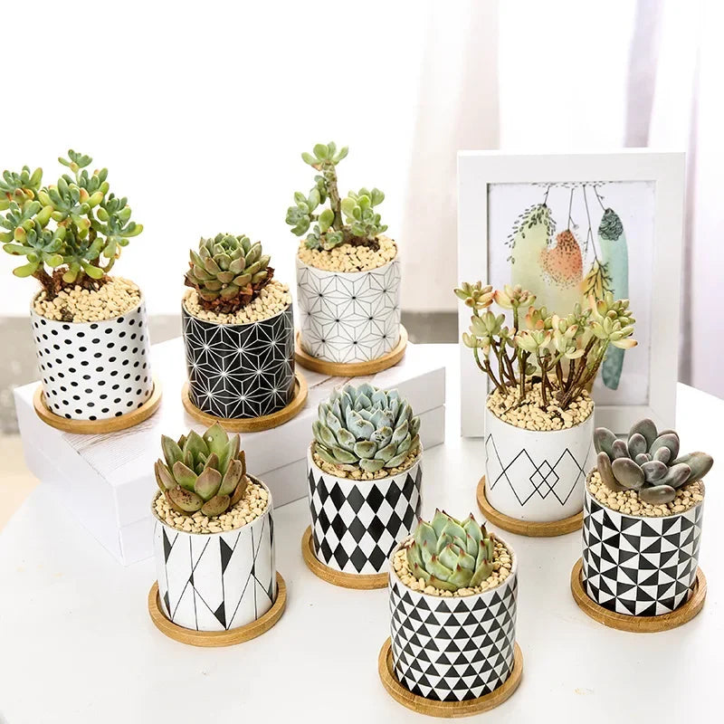 Pot en céramique pour plantes succulentes